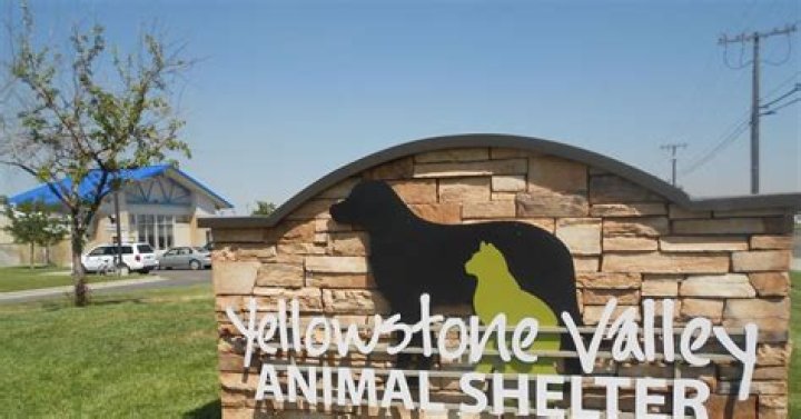 Discovering the Heart of the Yellowstone Animal Shelter in Billings, MT