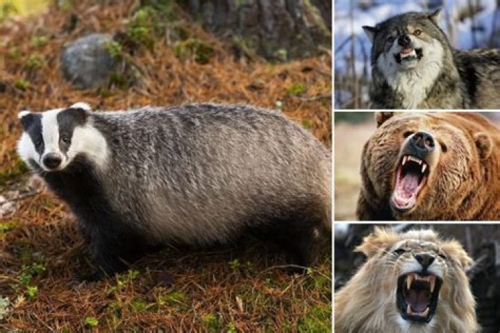 Discovering the Unique Partnership of Wolf & Badger