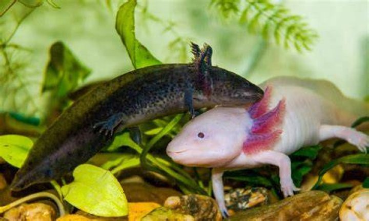 Discovering the Unique World of Axolotl Pets