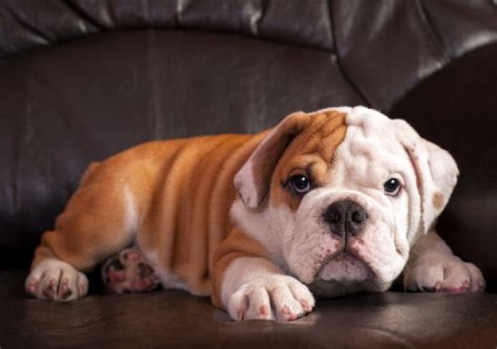 Discovering the World of the Micro English Bulldog