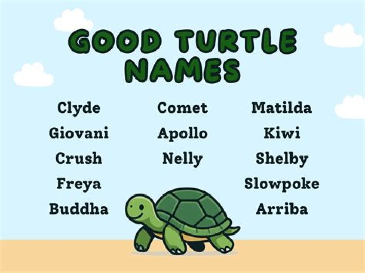 Discovering Unique Turtle Names: A Comprehensive Guide