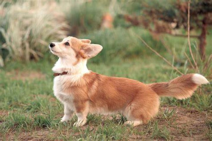 Do Corgis Have Tails? Understanding the Tail Debate in Corgi Breeds