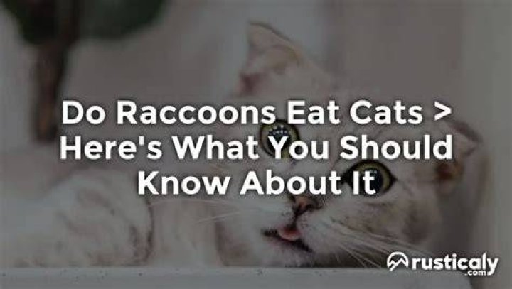 Do Raccoons Eat Cats: A Comprehensive Exploration