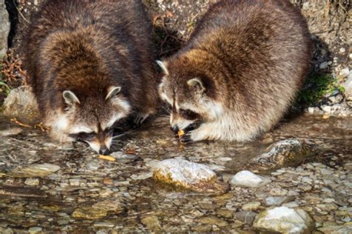 Do Raccoons Eat Cats? Unraveling the Mystery of These Urban Wildlife Creatures