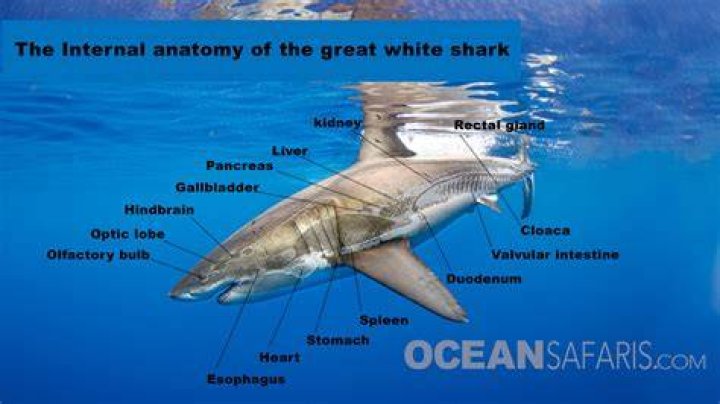 Do Sharks Have Bones? Exploring the Unique Anatomy of Sharks