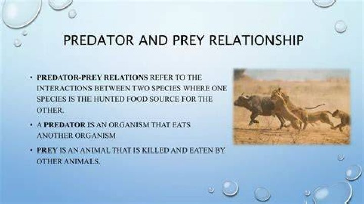 Does a Bear Eat a Deer? Unraveling the Predator-Prey Relationship