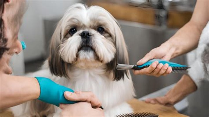 Does Shih Tzu Shed? A Comprehensive Guide to Shih Tzu Coat Care