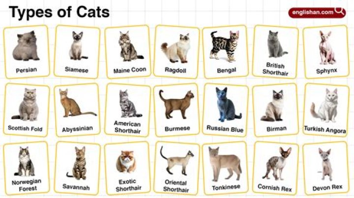 El Gato: The Fascinating World of Cats and Their Unique Traits