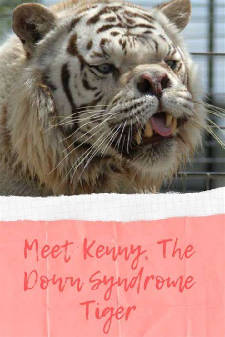 Embracing the Spirit of the Down Syndrome Tiger