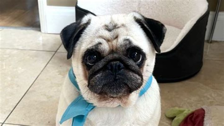 Embracing Uniqueness: The Heartwarming Story of a Down Syndrome Pug