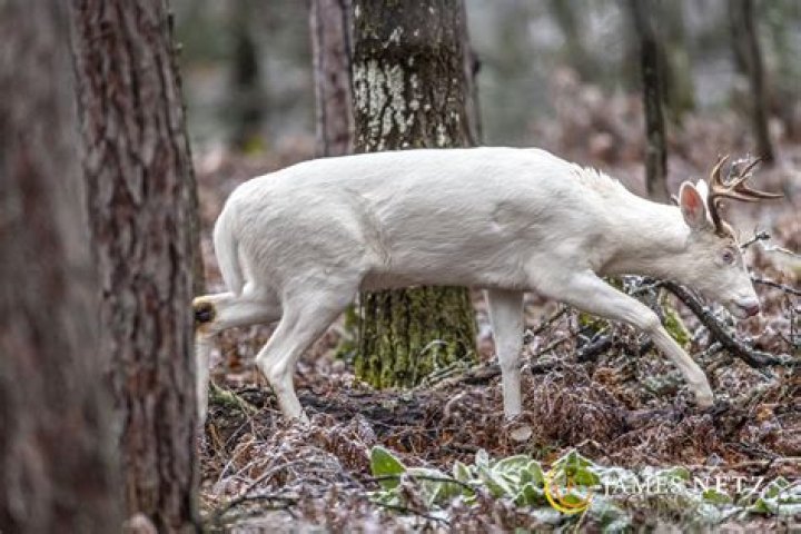 Enchanting Mystique of the Albino Deer