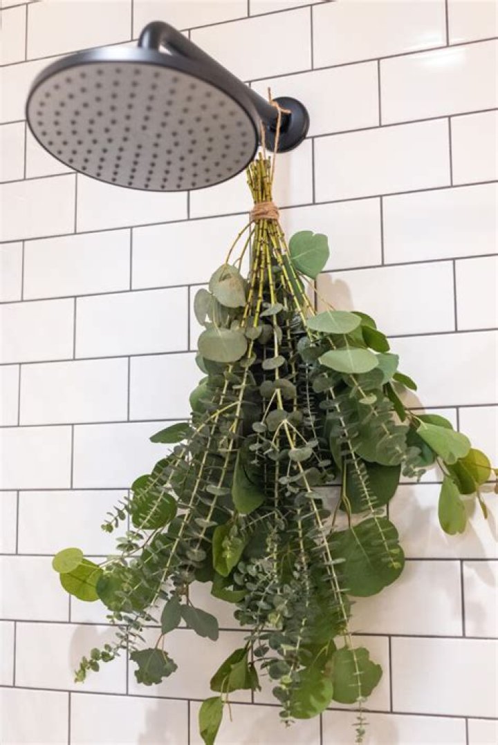Eucalyptus in Shower: The Ultimate Guide to a Refreshing Experience