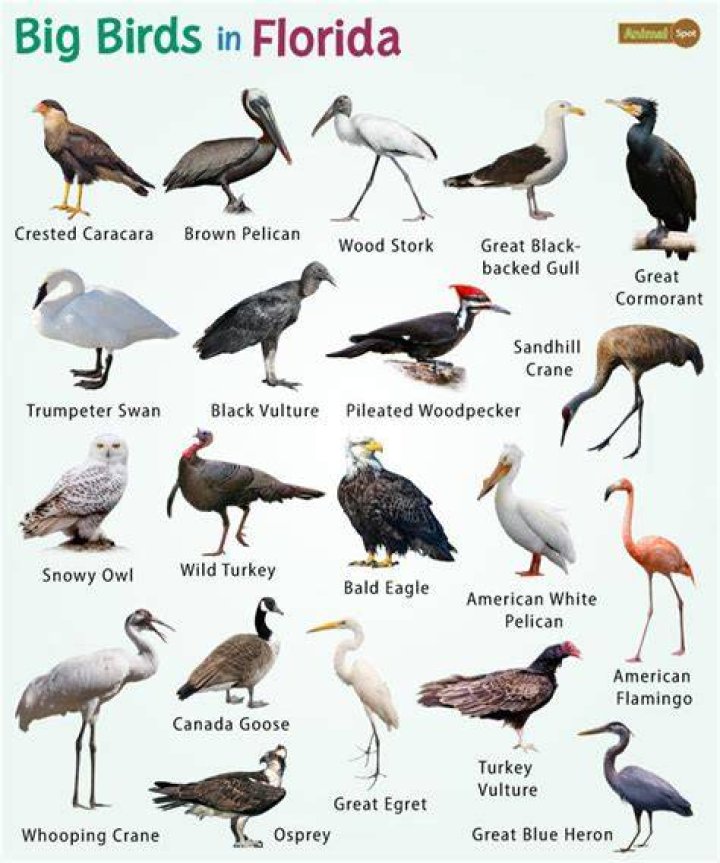 Everything You Need to Know About Huge Florida Fly: A Comprehensive Guide