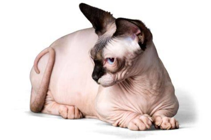 Everything You Need to Know About Sphynx Bambino: The Unique Cat Breed