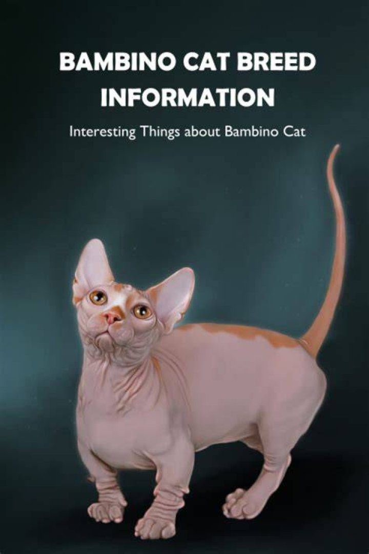 Everything You Need to Know About the Bambino Cat Breed