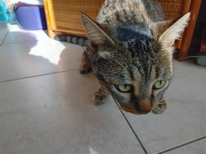 Exploring ã©ã‚“å…µè¡› çŒ« ç·‘ã®ãŸã¬ã: A Dive into the World of Cats