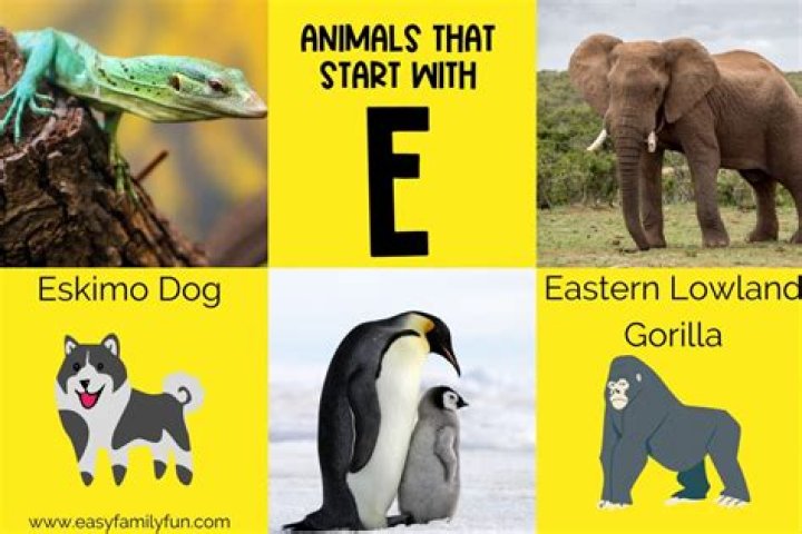 Exploring Fascinating Animals That Start With E