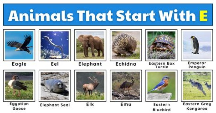 Exploring Fascinating Animals That Start With The Letter E