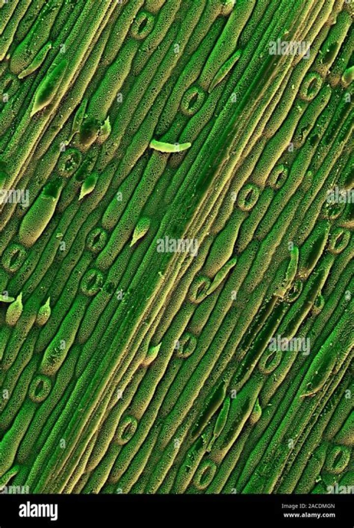 Exploring Grass Under the Microscope: A Fascinating Journey into the World of Plant Biology
