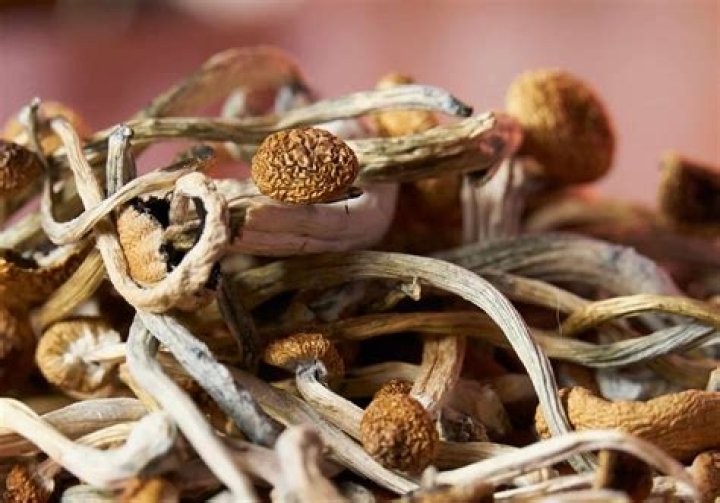 Exploring Shrooms Q: The Ultimate Guide to Magic Mushrooms