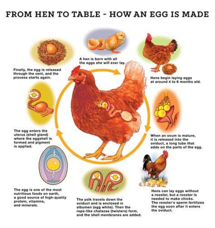 Exploring the Concept of "Eggs in a Basket": A Comprehensive Guide