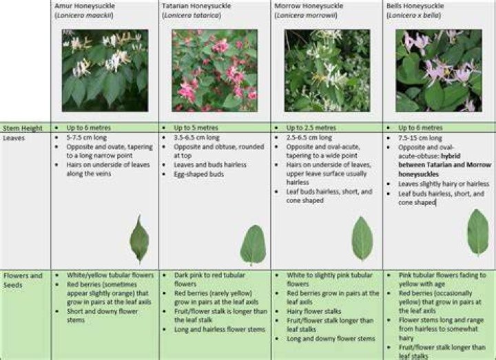Exploring the Enigmatic Life of Honeysuckle Weeks
