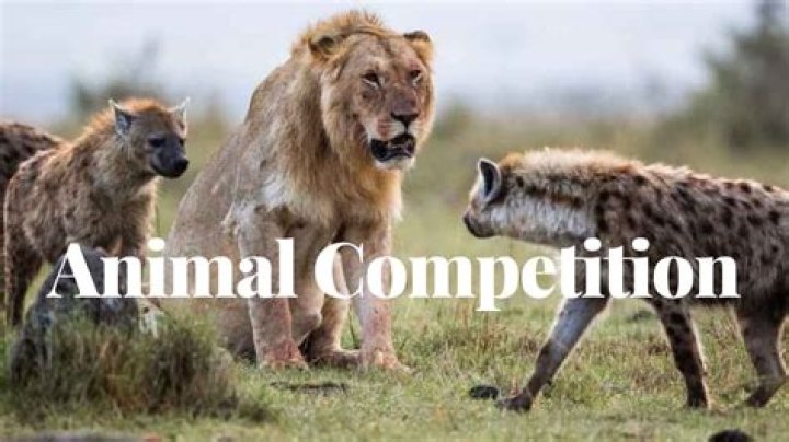 Exploring the Fascinating World of Animal Bambino: A Comprehensive Guide