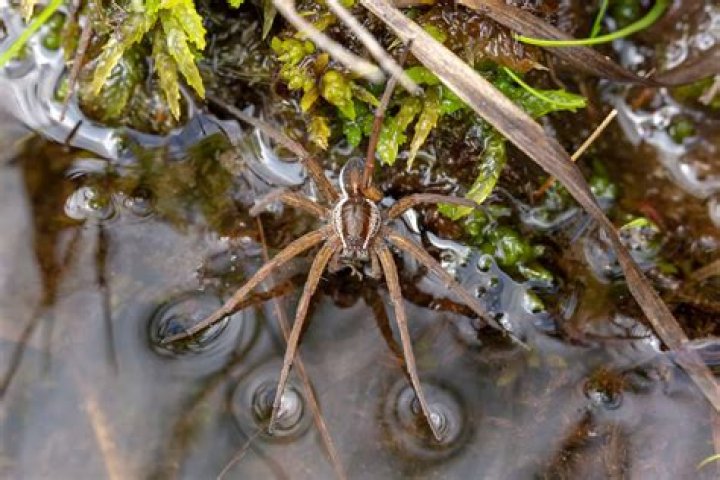 Exploring the Fascinating World of Dock Spiders