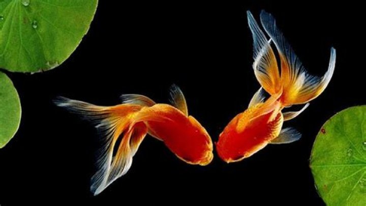 Exploring the Fascinating World of Elf Goldfish: A Complete Guide