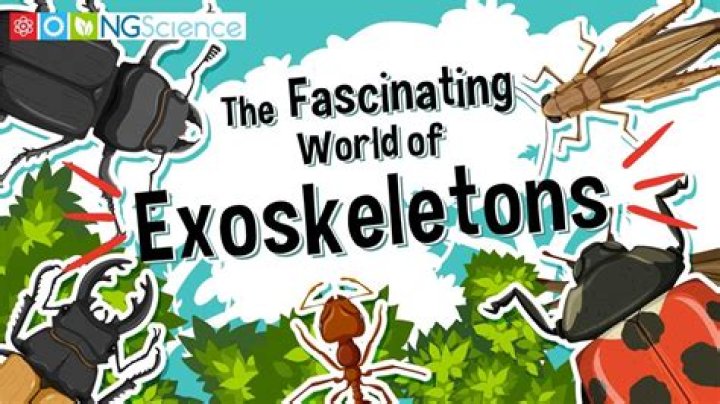 Exploring the Fascinating World of Es: A Comprehensive Guide
