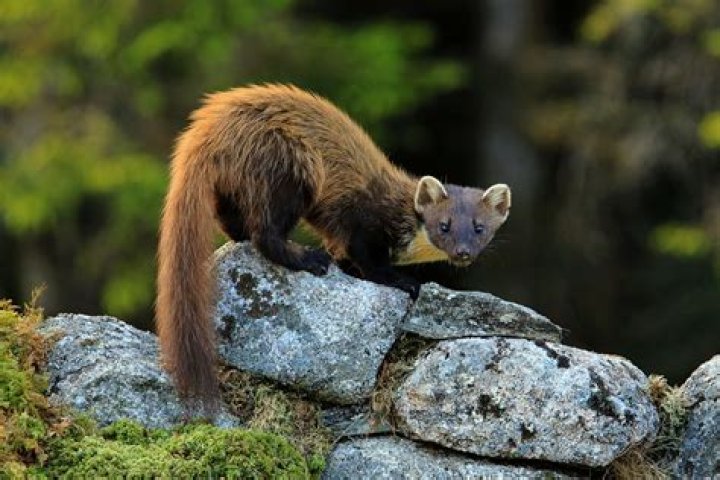 Exploring the Fascinating World of Martin Marten Animals: Vermont Pine Martens in CT