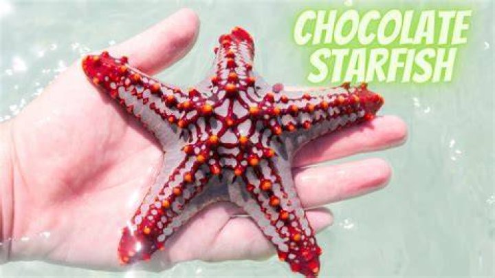 Exploring the Mystique of the Chocolate Starfish