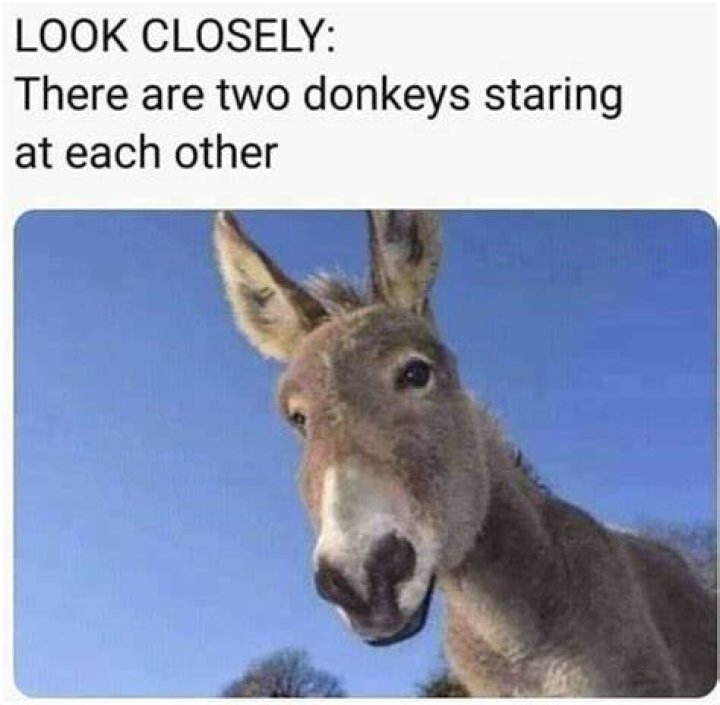 Exploring the Whimsical World of the Donkey Meme