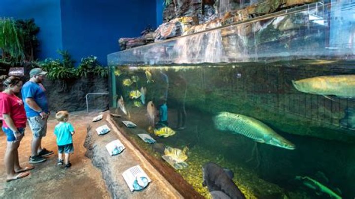 Exploring the Wonders of Ripley's Gatlinburg: A Complete Guide