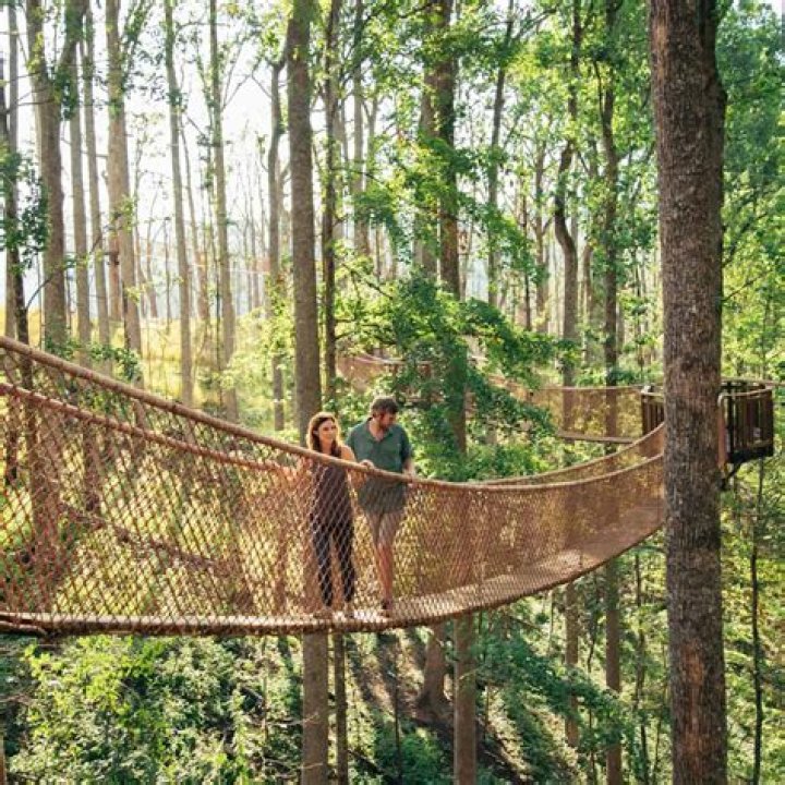 Exploring the Wonders of the Treetop Skywalk