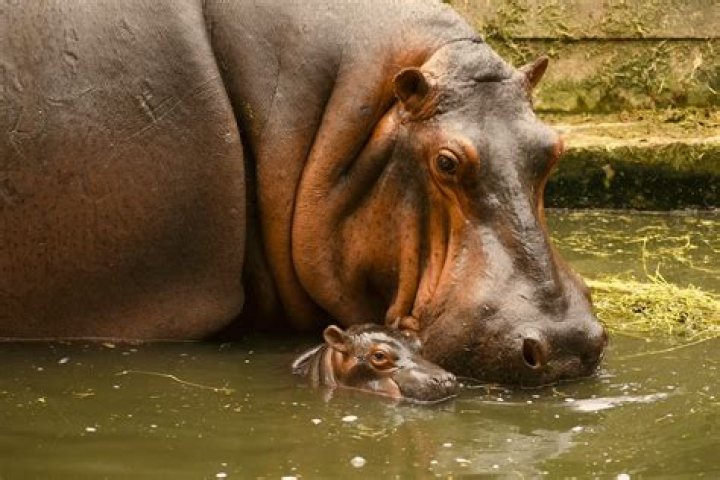 Exploring the World of Baby Hippos: Fascinating Facts and Insights
