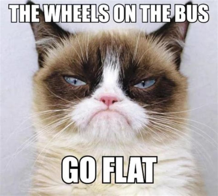 Exploring the World of Grumpy Cat Memes