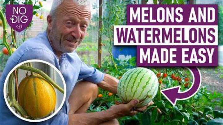 Exploring the World of Mariemelons: A Deep Dive into the Trend