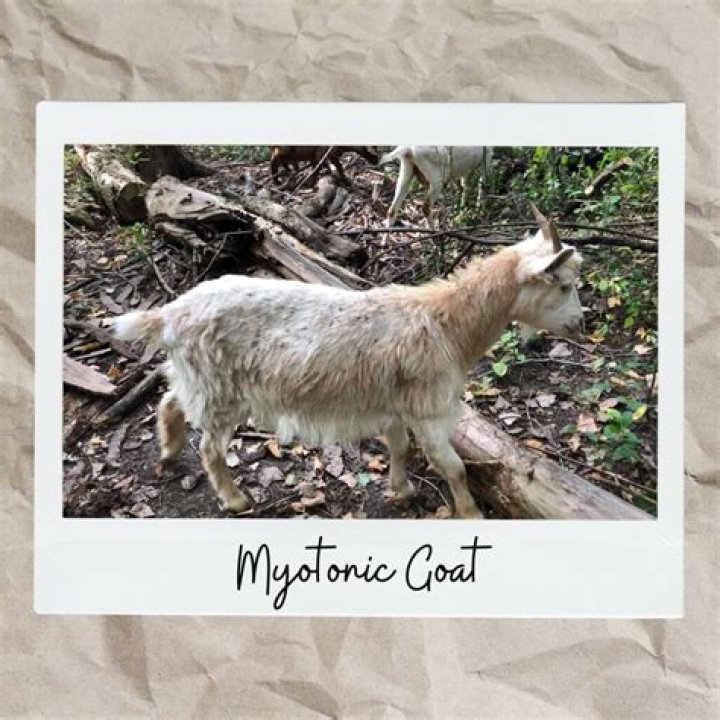 Fainting Goats: The Bizarre Charm of Myotonic Goats