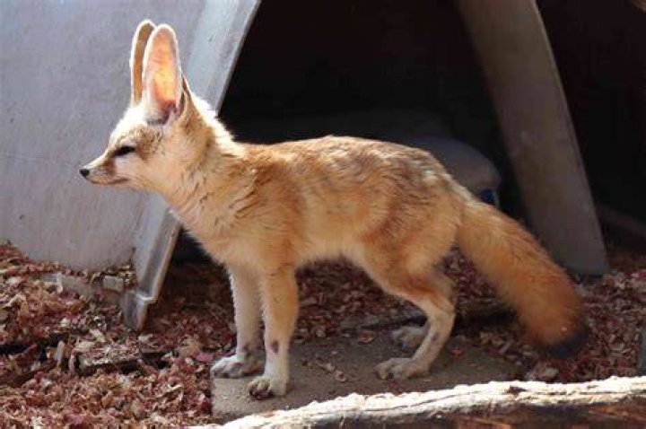 Fennec Pet: The Ultimate Guide to Caring for Your Adorable Fennec Fox