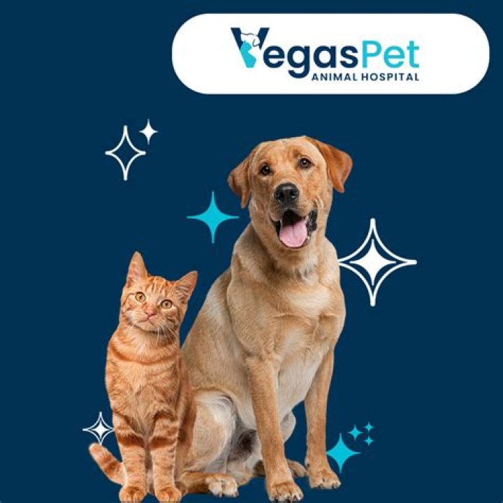 Find Your Purrfect Pet in Las Vegas at VegasPet