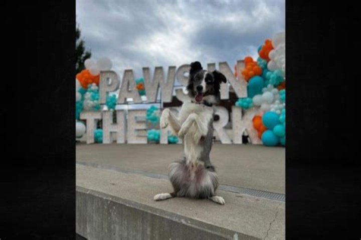 Finding Hope and Homes: The Journey of Pets in Need Cincinnati