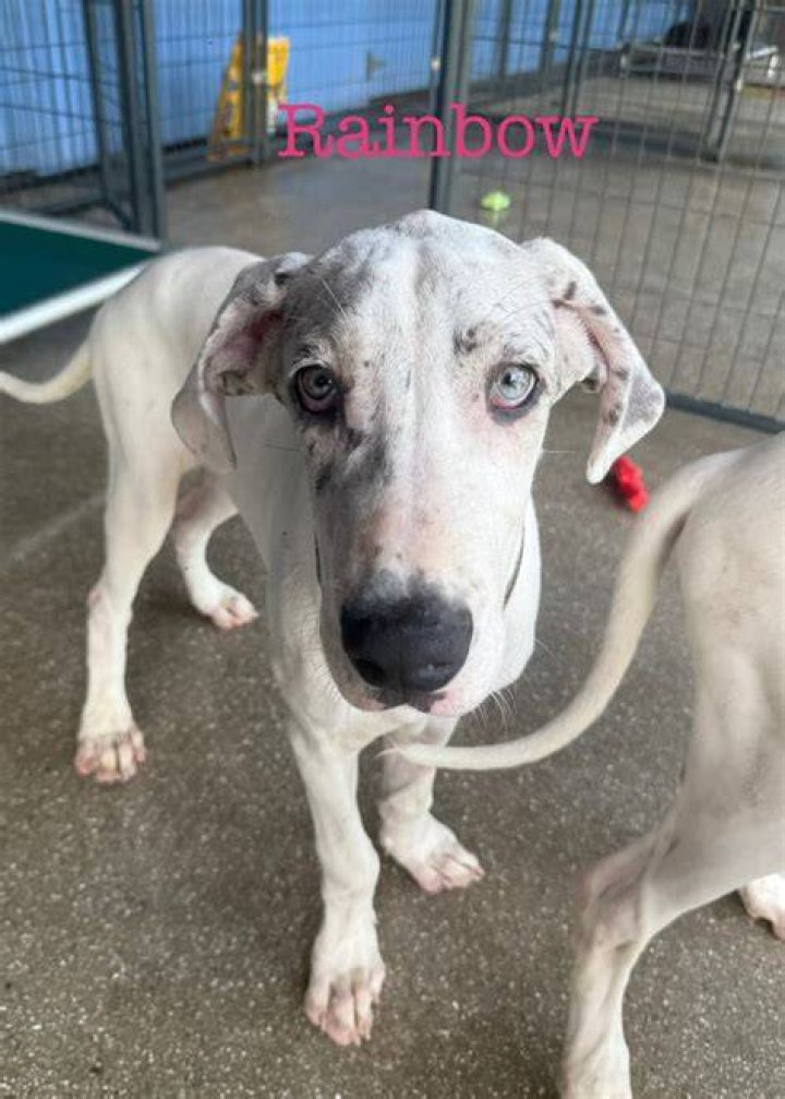 Finding Hope: The Great Dane Rescue Journey