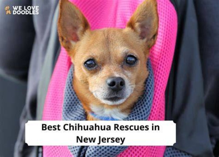 Finding Love: The Journey of Chihuahua Rescue