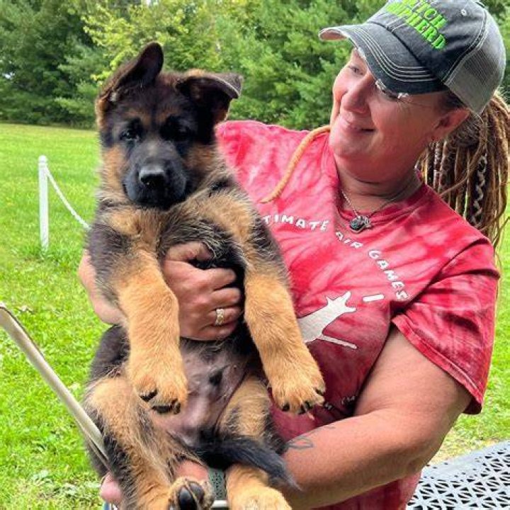 Finding the Perfect German Shepherd Breeders Near Me