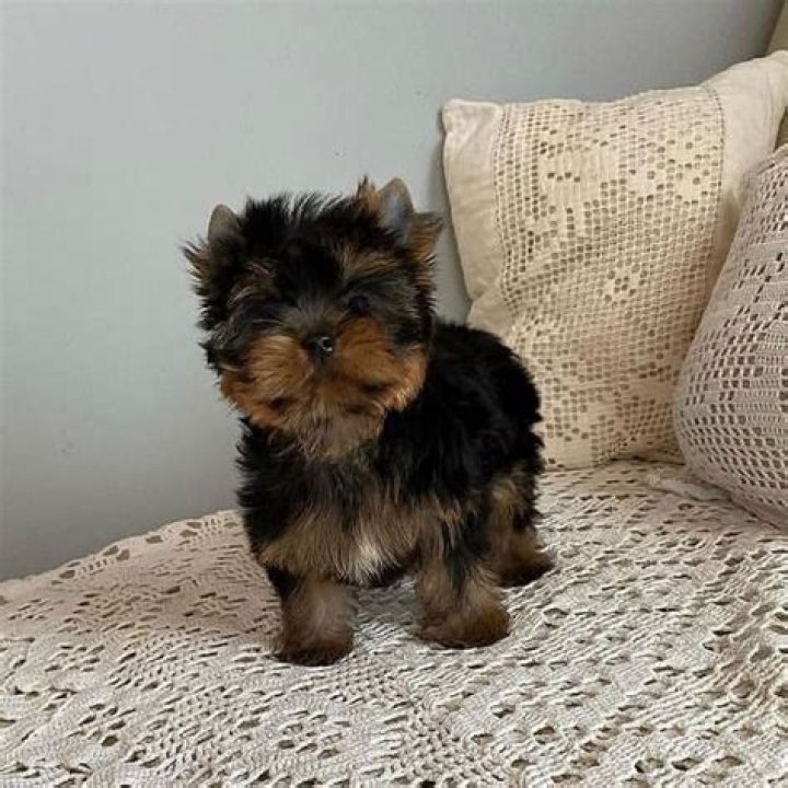 Finding the Perfect Yorkie Puppy Breeders Near Me