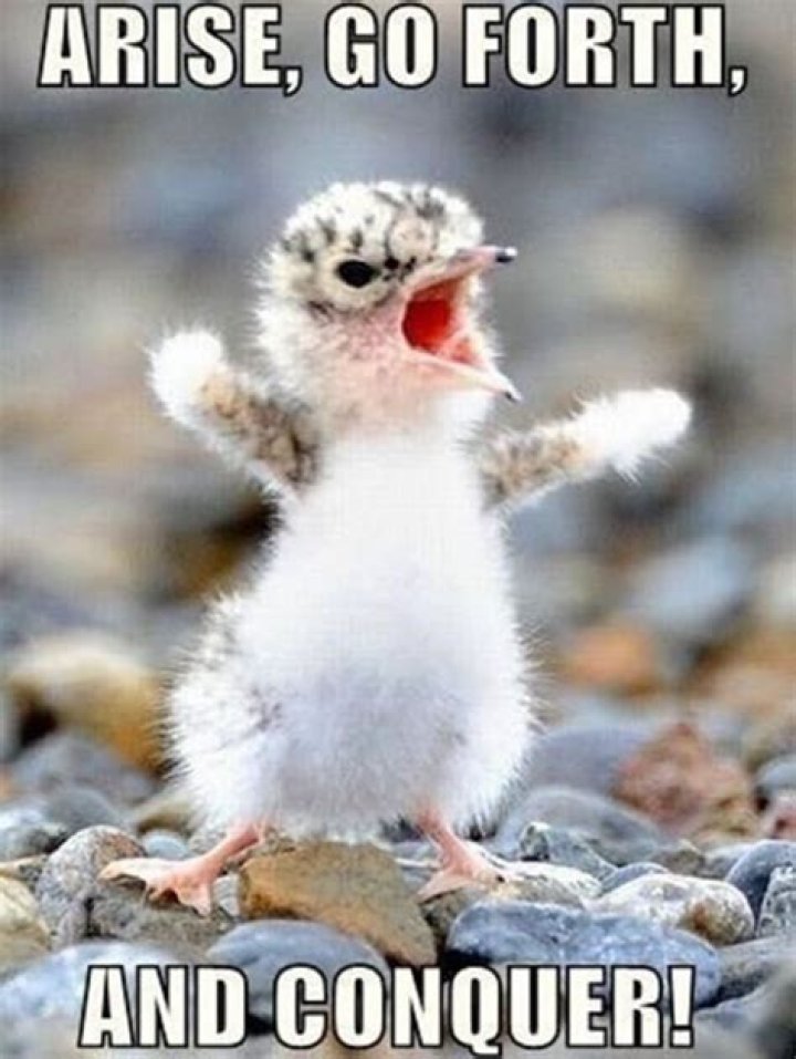 Funny Encouraging Memes: The Power of Laughter and Motivation