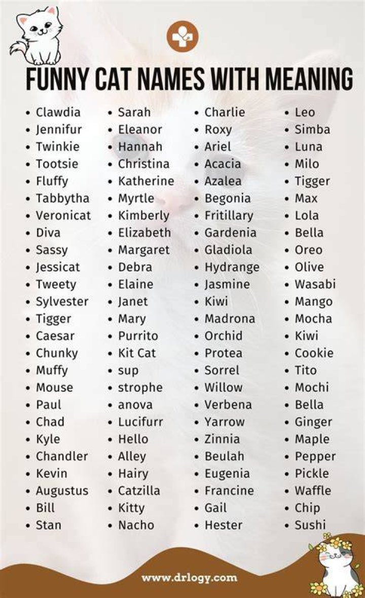 Funny Names for Pets: A Complete Guide to Choosing the Perfect Name