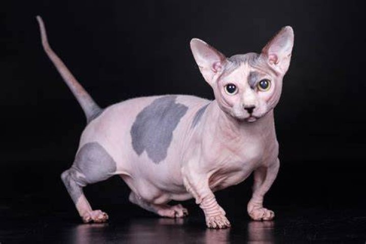 Gato Bambino: The Fascinating World of the Baby Cat Breed