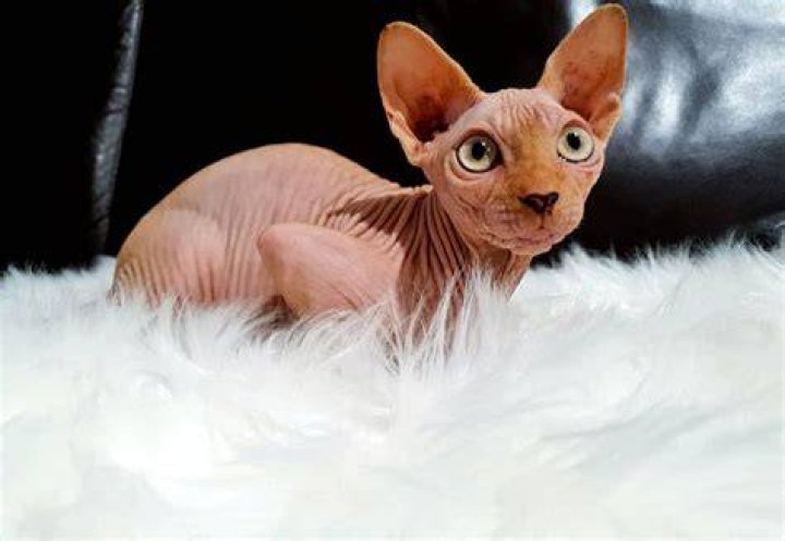 Gatto Bambino: The Fascinating World of Baby Cats